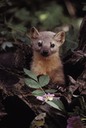 Brother American Marten