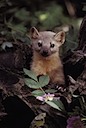 Brother Pine Marten