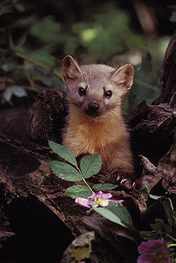 250px-Marten_with_Flowers