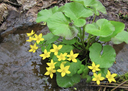 Wetland flowers