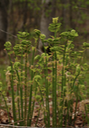 Young ferns