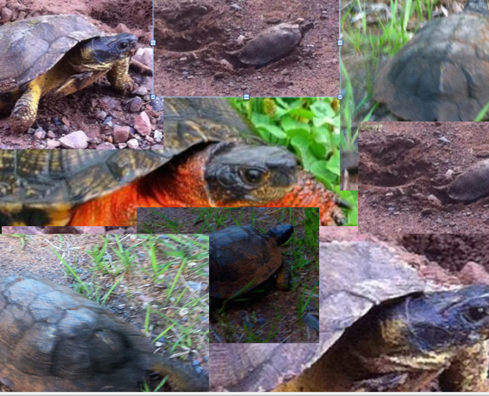 WOOD TURTLES - Canaries from the Penokees .. (07.10.14)